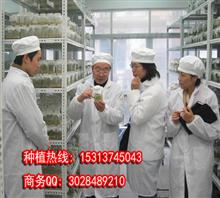 北京天康铁皮石斛种植栽培公司