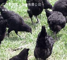 江西新农禽业育种有限公司
